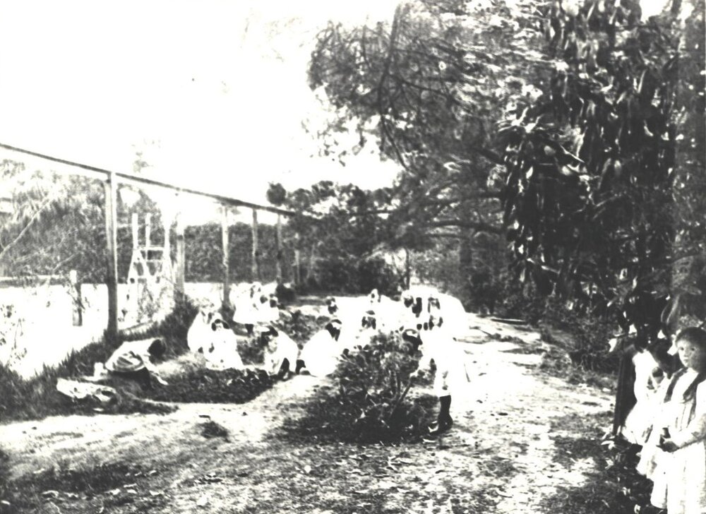 Junior Botany, c.1880's