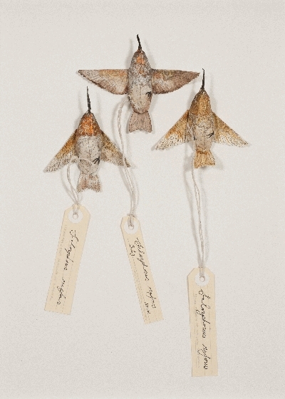 The Hummingbird Case