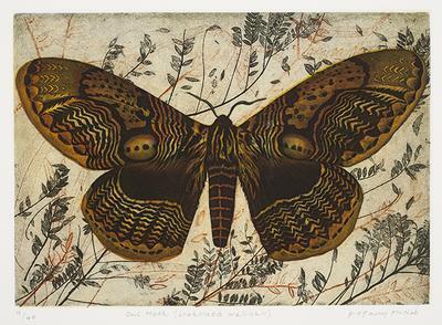 Owl Moth