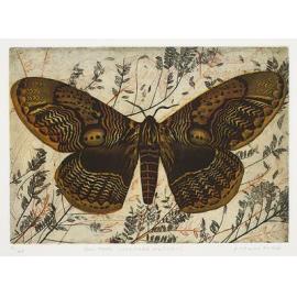 Owl Moth